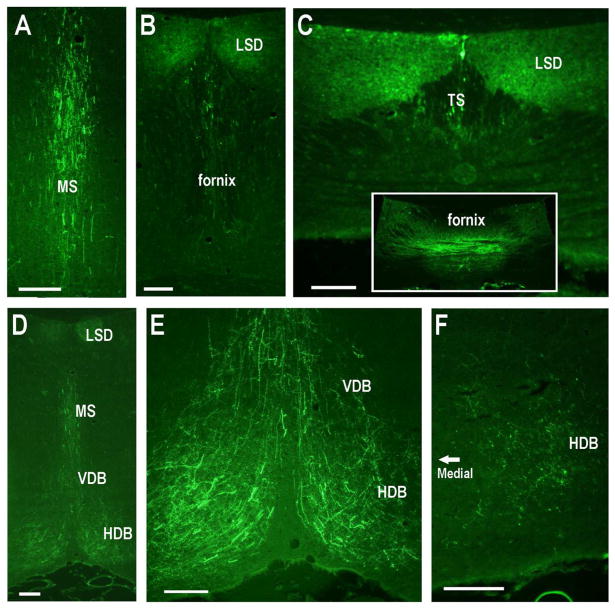 Fig. 12