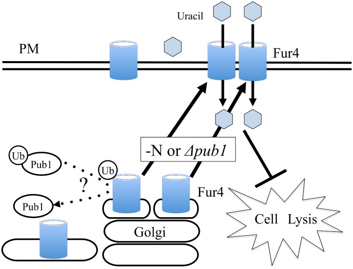 Fig 9