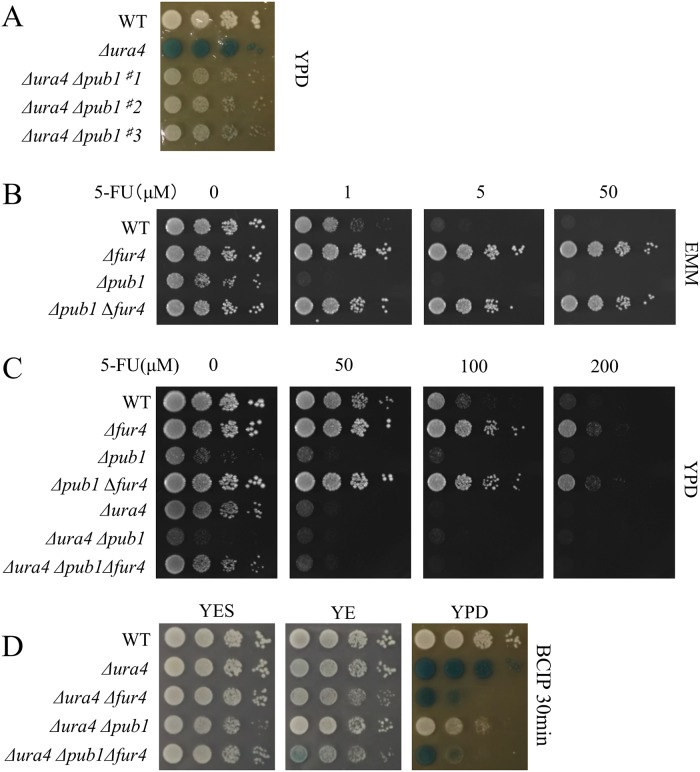 Fig 2