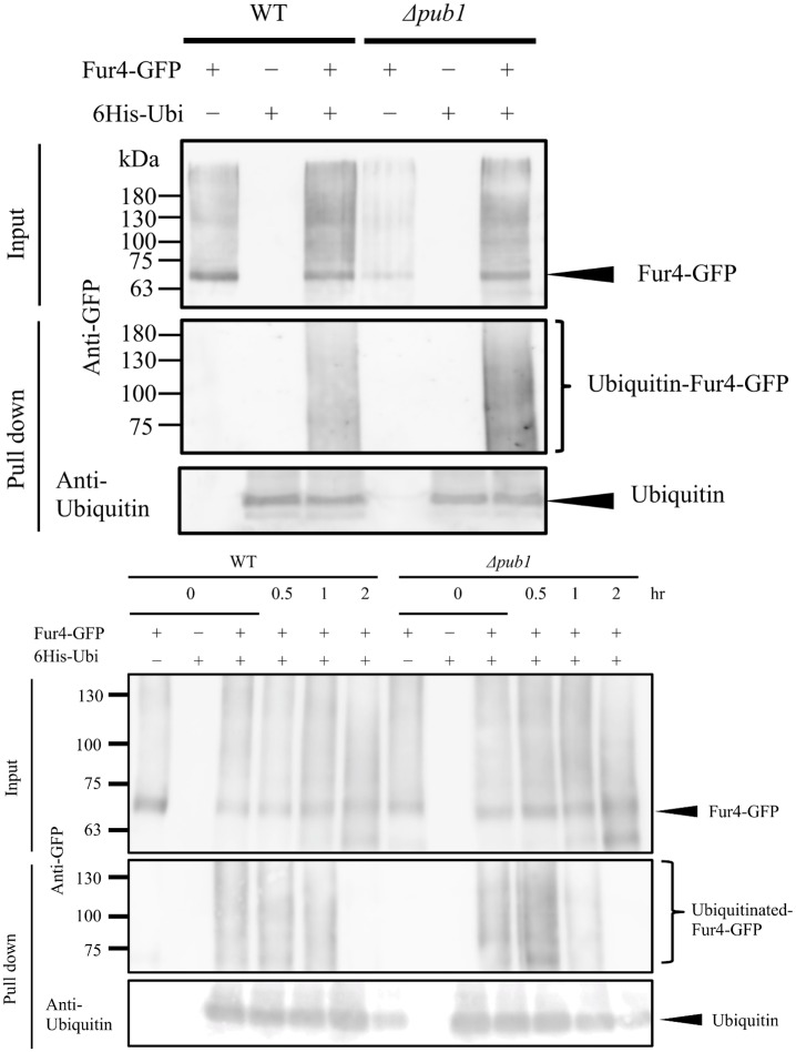 Fig 8