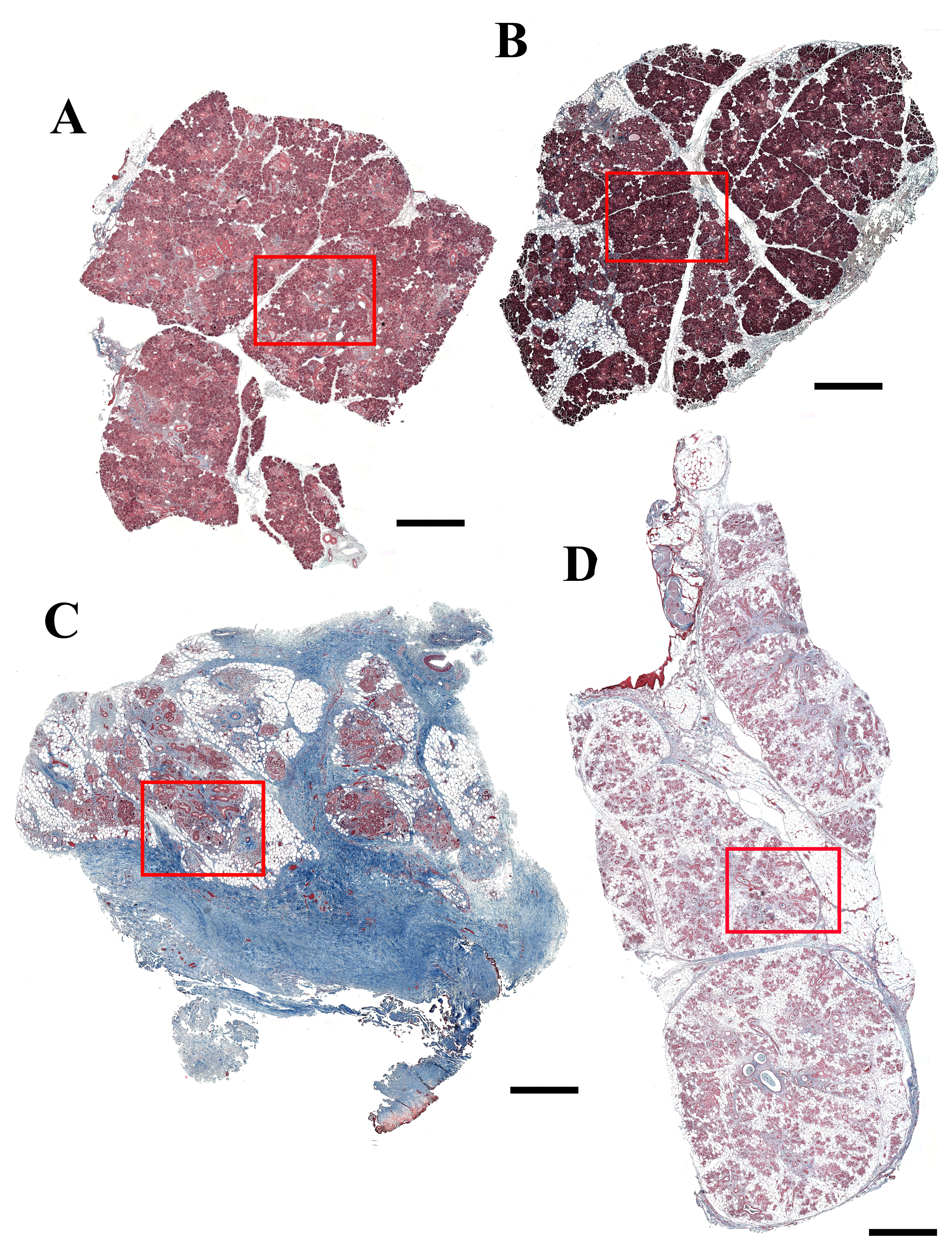 graphic file with name JHC-16-0026.R1_Production_Supplemental_Figure_2_online_supp.jpg