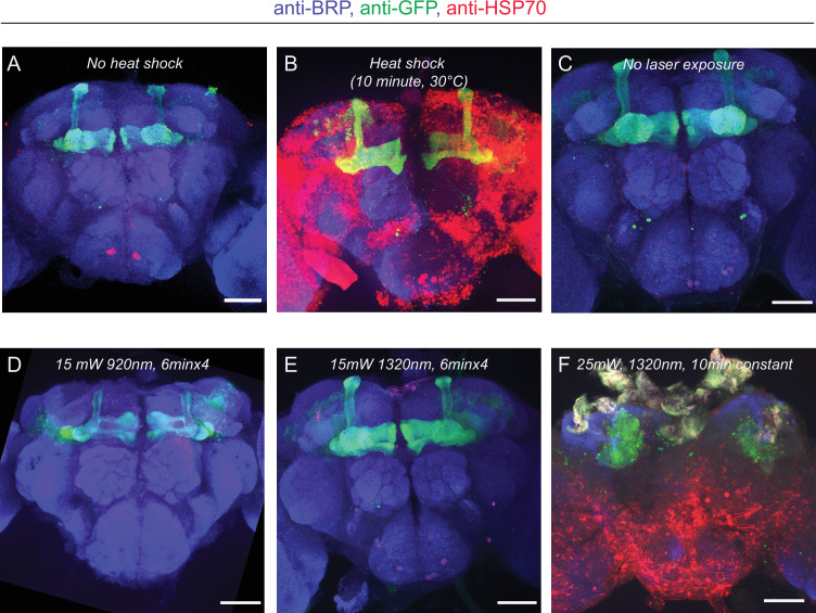 Figure 4—figure supplement 1.