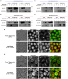Fig 10