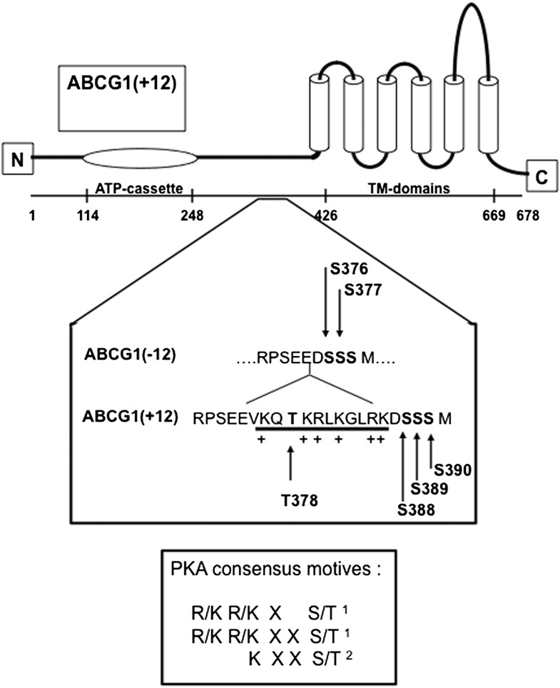 Fig. 1.