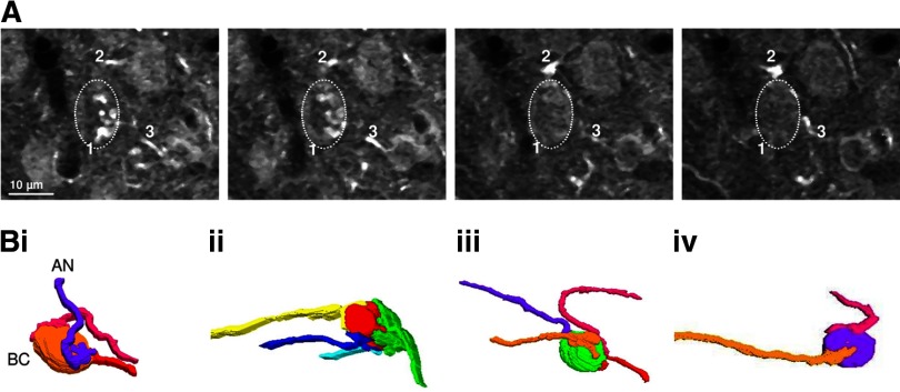 Fig. 5.