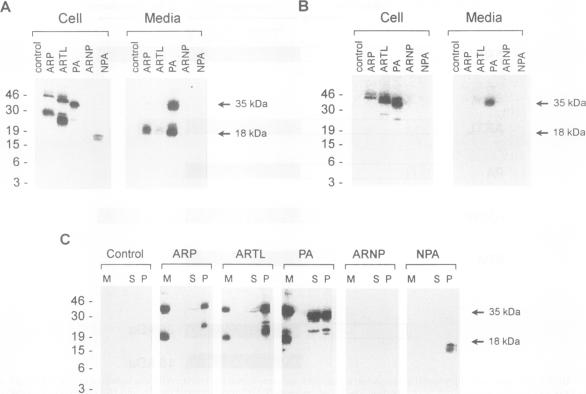 graphic file with name molcellb00003-0122-a.jpg