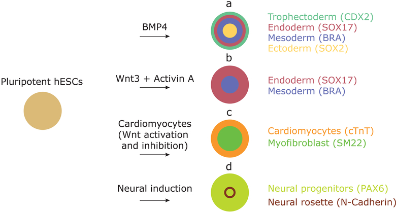 Figure 1: