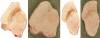 Fig. 5