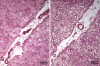 Fig. 21