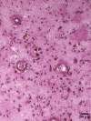 Fig. 19