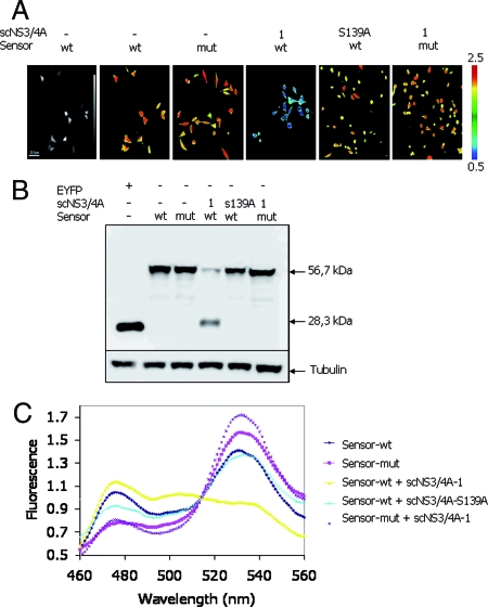 FIG. 2.