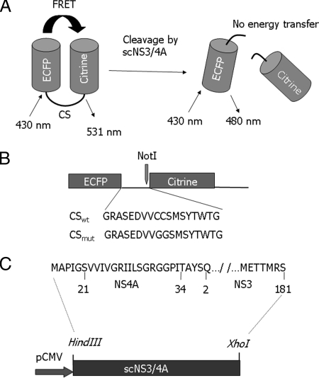 FIG. 1.