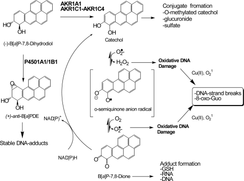 FIGURE 1.