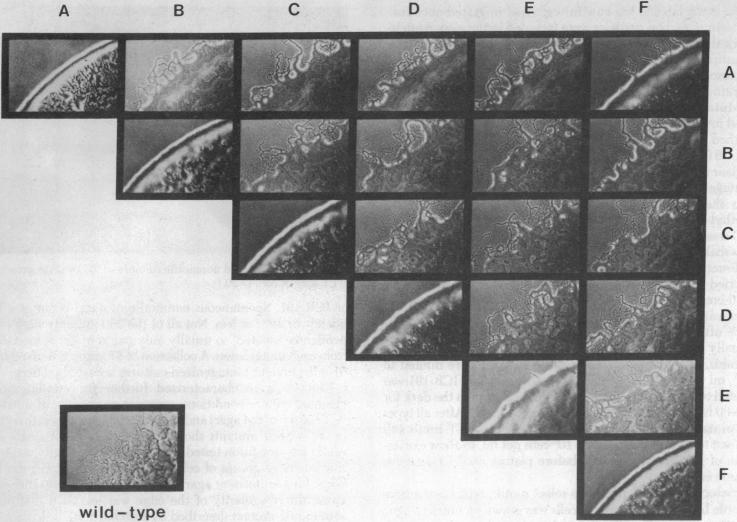 graphic file with name pnas00029-0352-a.jpg