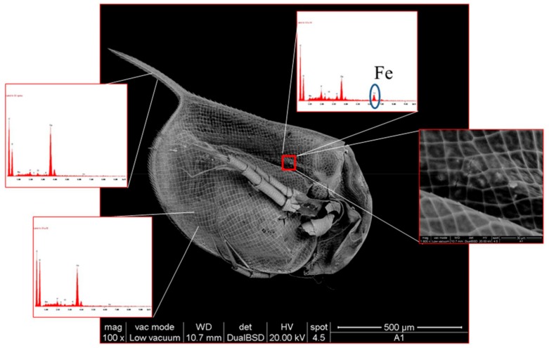 Figure 7