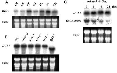 Figure 7.