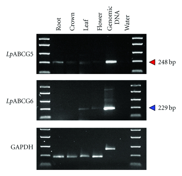 Figure 5