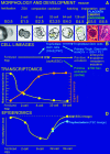 <b>FIG. 1.</b>