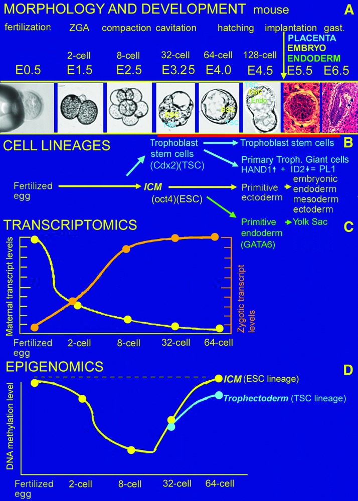 FIG. 1.