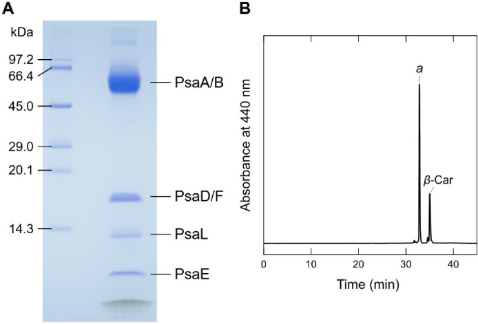 Appendix 1—figure 1.