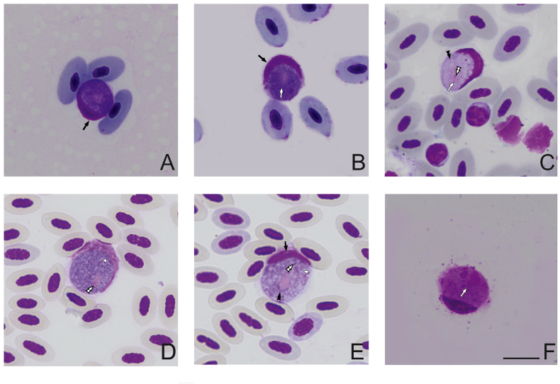 Fig. 3