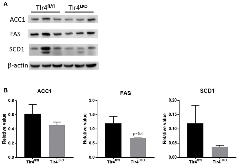 Supplemental Figure 1