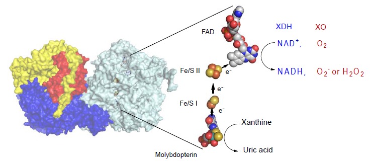 Fig. (1)