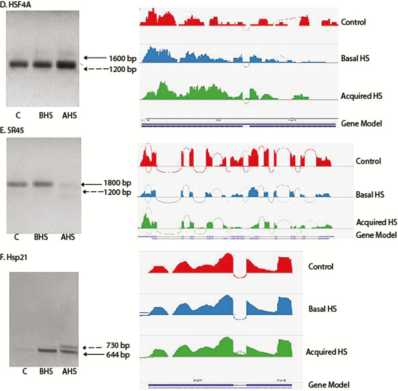 Patterns Of Alternative Splicing Vary Between Species During Heat