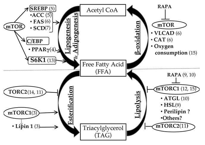 The integral role of mTOR in lipid metabolism - PMC