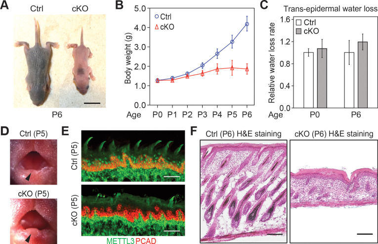 Figure 2—figure supplement 2.