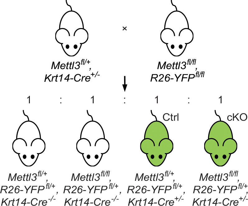 Figure 2—figure supplement 1.