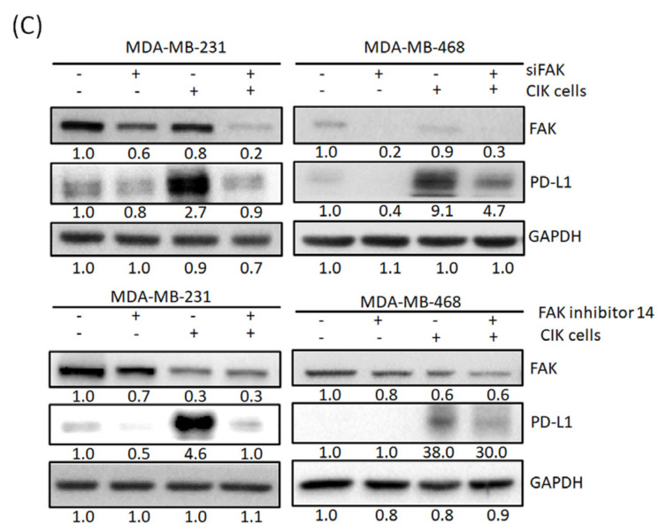 graphic file with name cancers-13-05401-i001.jpg