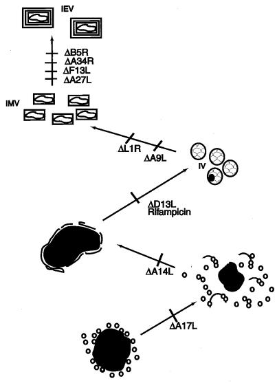 FIG. 10