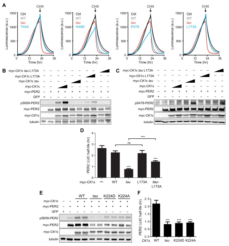 Figure 7—figure supplement 1.