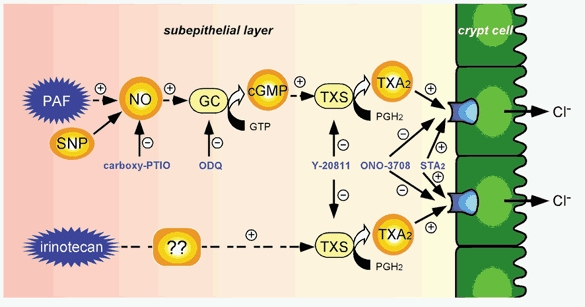 Figure 13