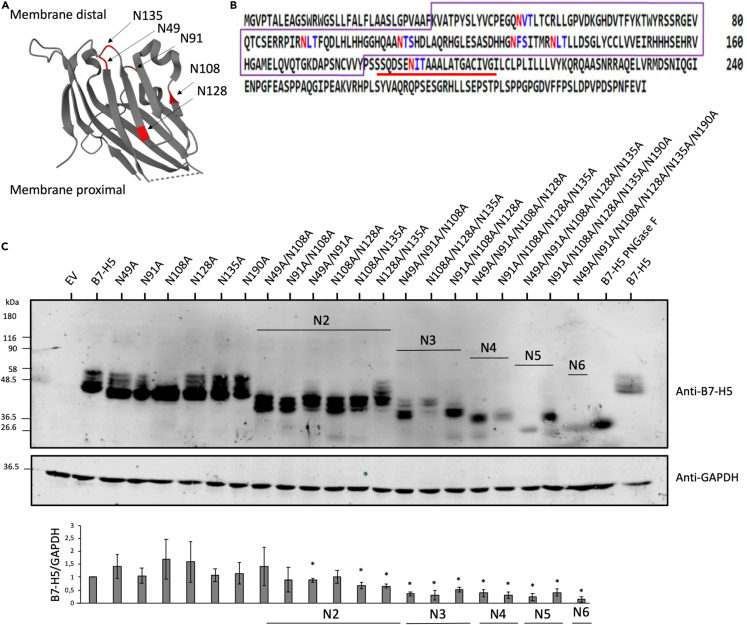 Figure 2