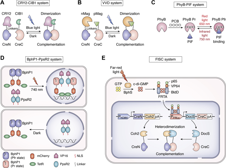 Figure 4