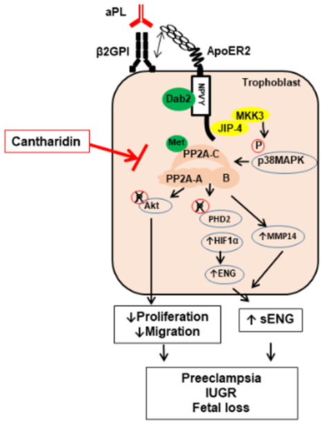 graphic file with name nihms-1734149-f0001.jpg