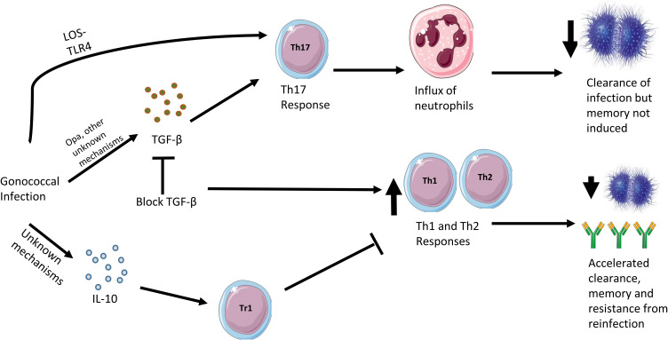 Figure 2