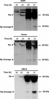 FIGURE 3.