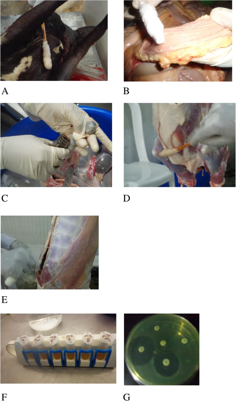 Fig. 2