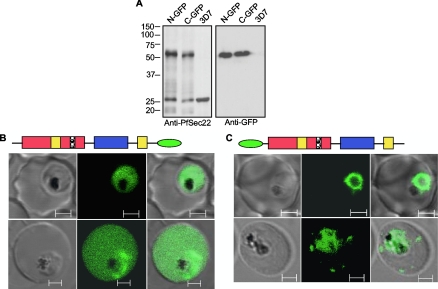 FIG. 4.