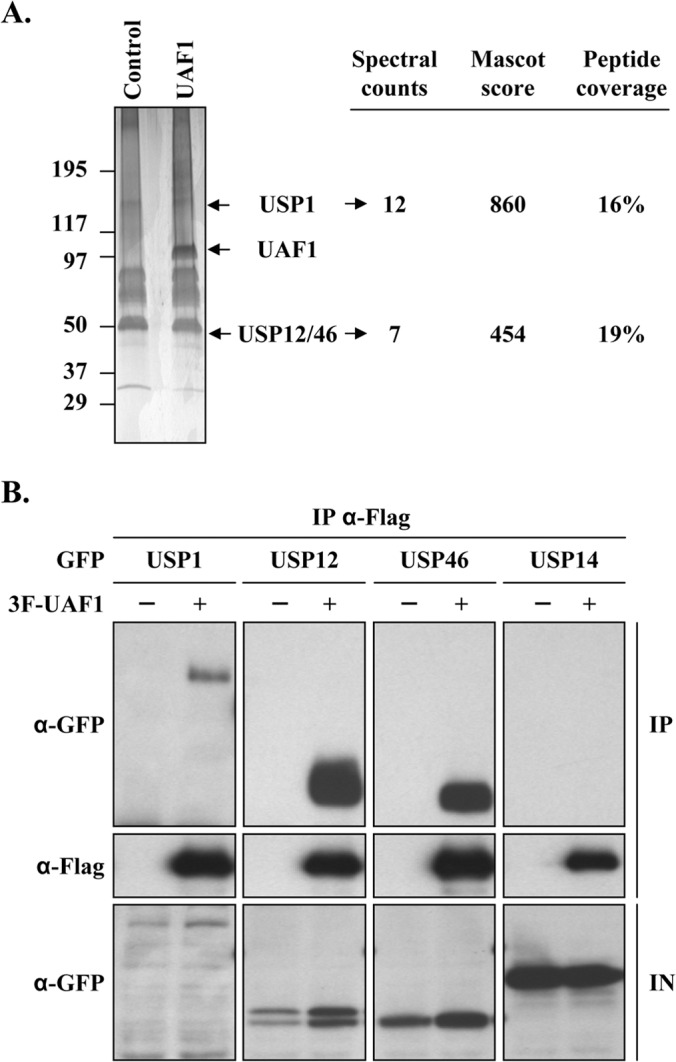 FIG 1