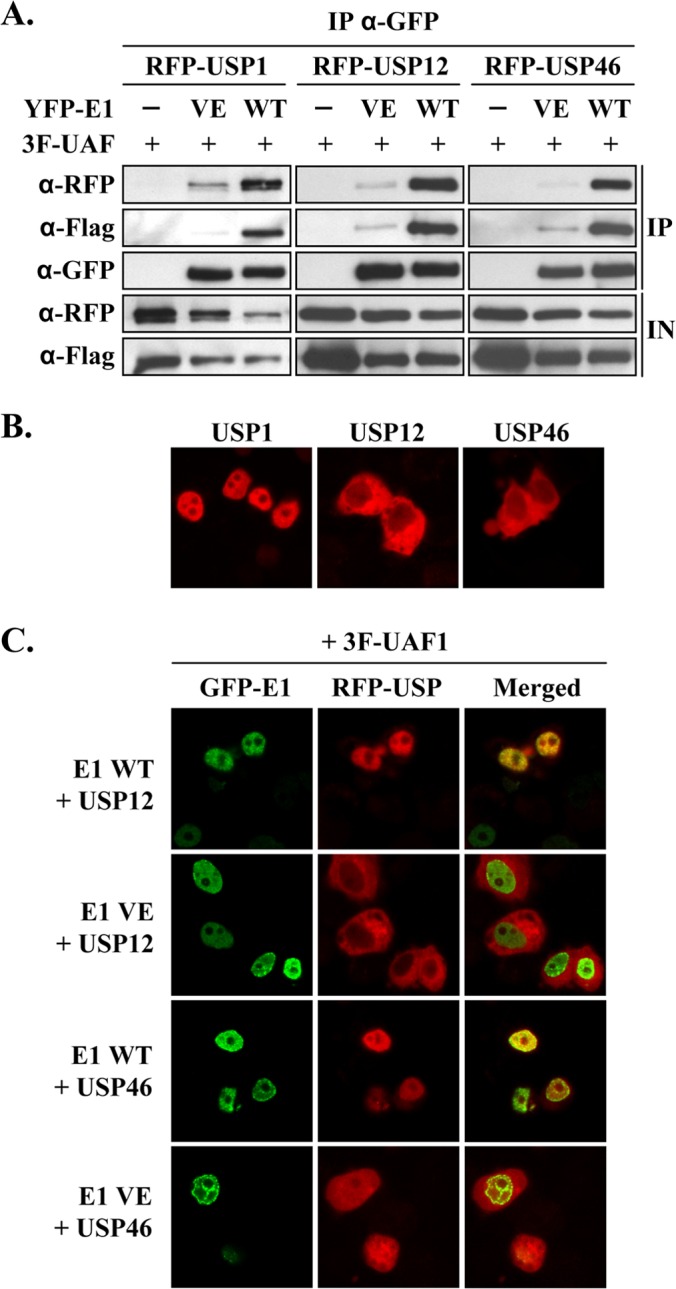 FIG 3