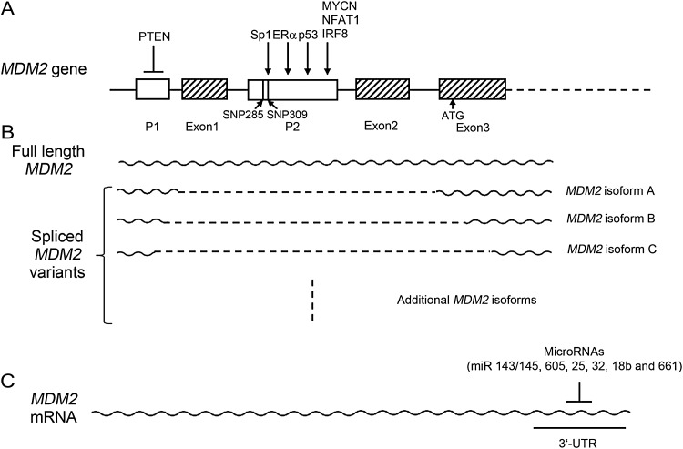 Figure 1.