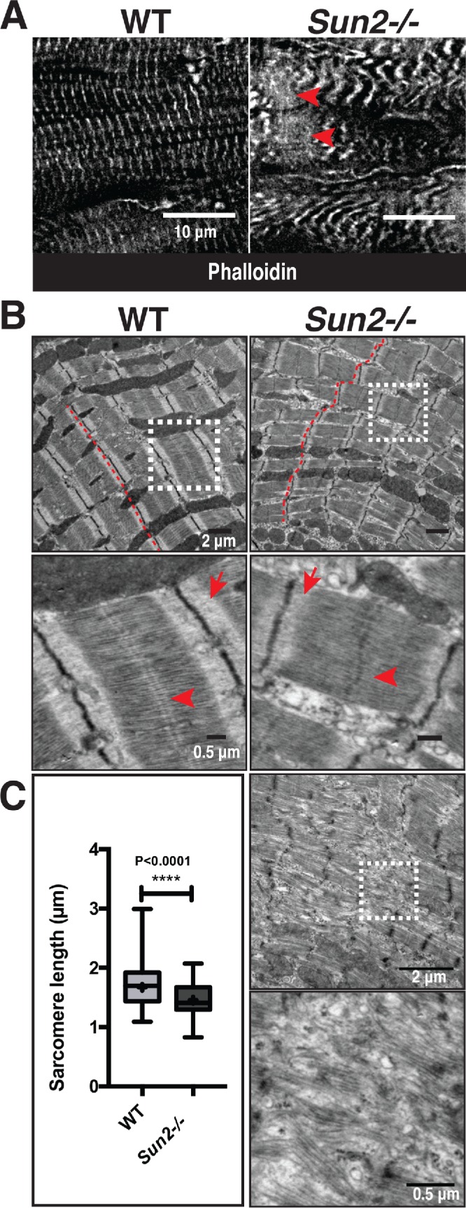 FIGURE 2: