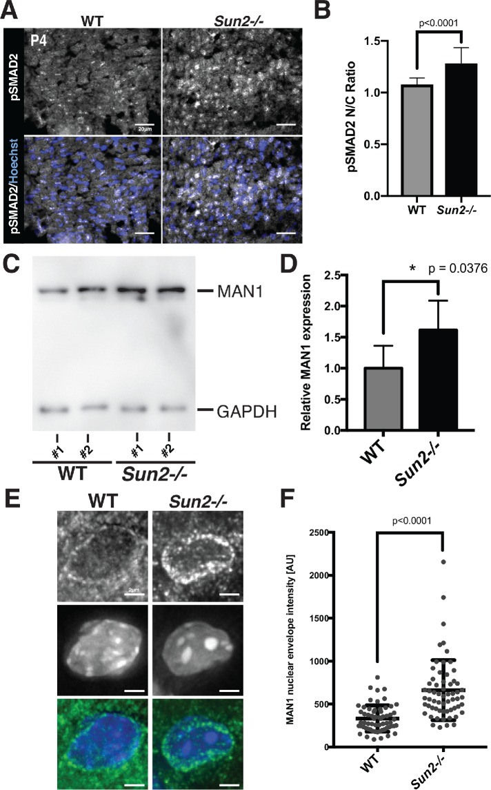 FIGURE 6: