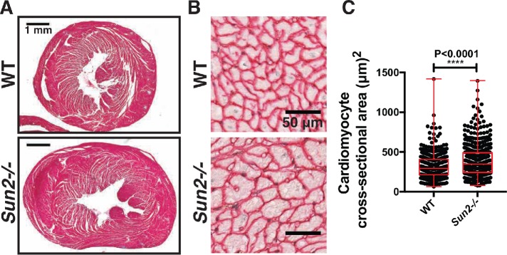 FIGURE 1: