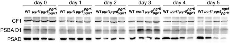 FIGURE 3