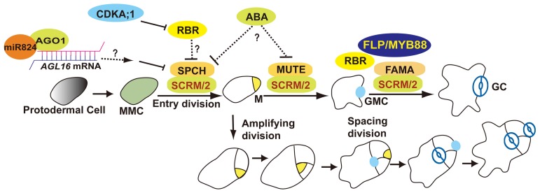 FIGURE 1